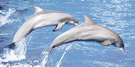 celine moreau dolphins